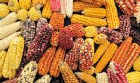 Alimentos OGM