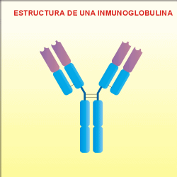 Estructura de las inmunoglobulinas