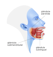 Esta imagen muestra las tres glándulas salivares que tiene nuestro organismo.
