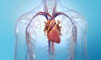 Imagen no detallada (hecho con modelado 3D) de un corazón humano y su ubicación con sus venas y arterias.