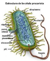 Aqui una foto de una bacteria eucariota con todas sus principales partes.