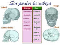 Partes del cráneo humano