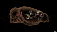 El mayor y más detallado mapa del cerebro del ratón en 3D