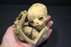 Momia de un feto