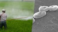 A la izquierda, una imagen de un hombre hechando un pesticida, y a la derecha, unas moléculas de una plaga. 