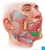 glándulas salivares