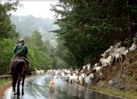 Aprovechamiento económico y antropológico. En la imagen se puede ver cómo aprovechan en Cazorla la ganadería.