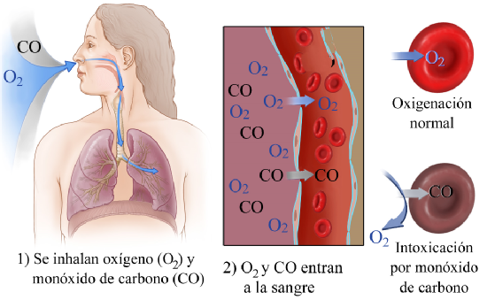 Proceso de intoxicación por la inhalación de CO.