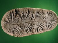 Fósil de Calamites, fósiles de árboles equisetos