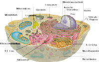 célula eucariota