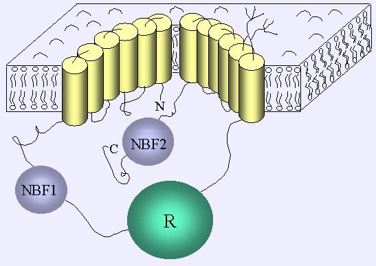 Se encuentra unida la membrana, desde donde regula el transporte activo. Por eso, está unida al ATP (NBF)