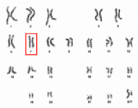 Es un cariotipo humano donde se señala el cromosoma 7