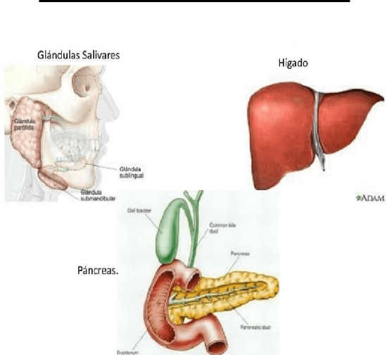 Vemos como intervienen las salivales con la saliva la del páncreas para el jugo pancreático y la del hígado para la bilis