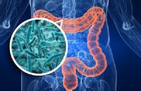 bacterias intestinales contra el cáncer