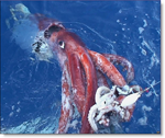 Calamar hembra
