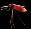 Mosquito Anopheles
