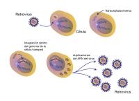 Proceso de transcriptasa inversa del retrovirus.