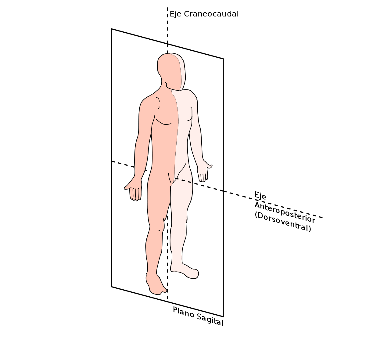 Algunos de los planos del cuerpo humano