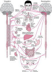 División del sistema nervioso autónomo y los órganos que son controlados por cada parte