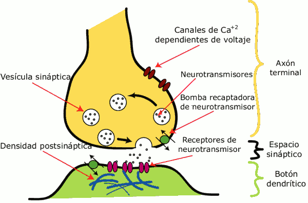 Esquema con los principales elementos en una sinapsis