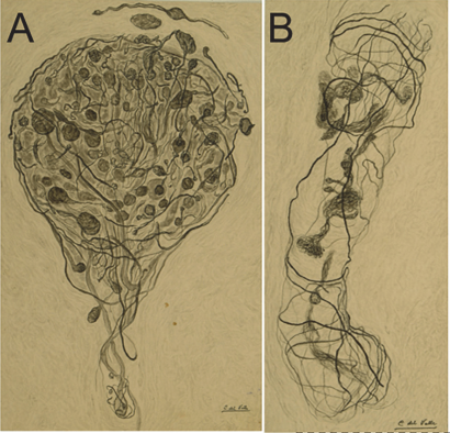 Dibujos de Conchita del Valle sobre la sección sagital del cerebro de un ratón