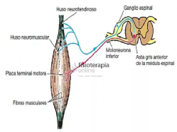 Ilustración del músculo esquelético y sus partes