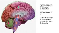 Estructuras más importantes del cerebro, con el mesencéfalo en la posición 3 y el diencéfalo en la posición 2