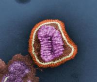 Foto del virus de la gripe