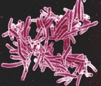 Bacteria Mycobacterium