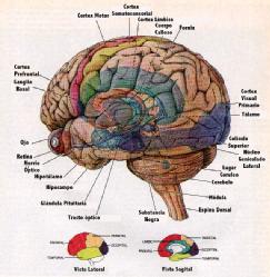 Aquí podemos ver la estructura del cerebro