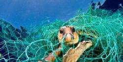 Esta imagen representa millones de muertes de animales marinas por la culpa de vertidos de residuos en el mar.