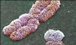 El cromosoma X, junto al cromosoma Y