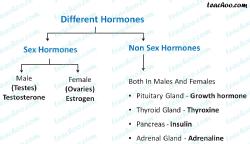 The images shows sex and non sex hormones