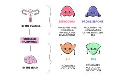 The image shows differents hormones and its functions in the body.