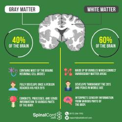 The image shows the percentages of gray and white matter together with their percentages.