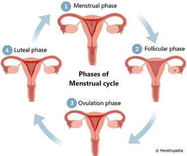The image shows differents stages on the menstrual cycle