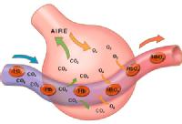 Alveolo pulmonar en el intercambio gaseoso