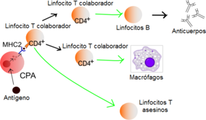 Linfocito cooperador-T