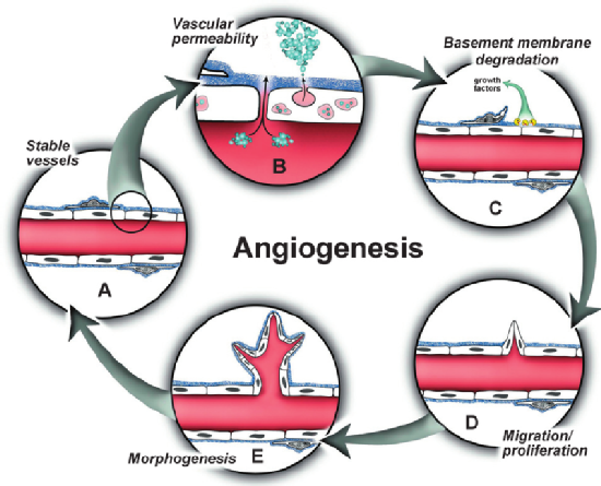 Imagen sobre la angiogénesis