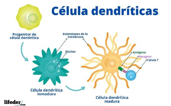 Imagen sobre células dendríticas