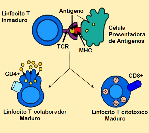 Linfocito T citotóxico