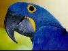 El guacamayo azul, un ave en peligro de extinción