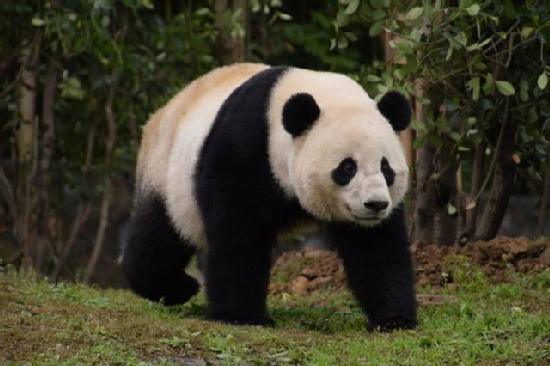 Panda gigante.