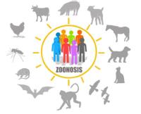 Representación zoonosis. Diferentes animales que pueden ser portadores de enfermedades zoonóticas.