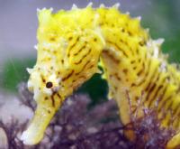 Imagen de la cabeza de un hipocampo o caballito de mar -Foto: Brad Gemmell