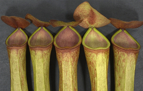 Plantas carnívoras fluorescentes