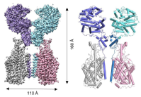 La estructura 3D del receptor ACE 2 que usa el coronavirus.