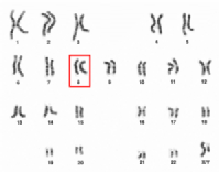 Es un cariotipo humano donde se señala el cromosoma 8