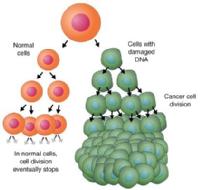 células sanas y células cancerígenas