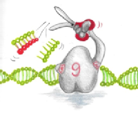 tecnología CRISPR/Cas9